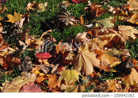 Landscape with plants 100042361