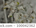Landscape with plants 100042362