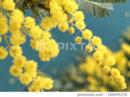 含羞草 含羞草 100043219