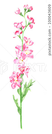 Watercolor: Gladiolus Watercolor: Gladiolus 100043609