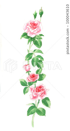 Watercolor painting: pink rose Watercolor painting: pink rose 100043610