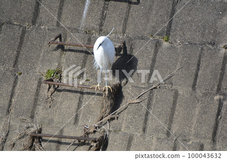 Little Egret at Rest 2023C 100043632