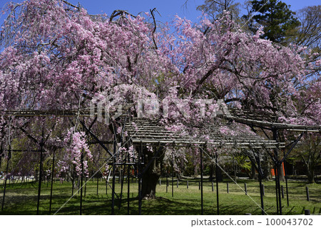 上賀茂神社（Kamowakeikazuchi Shrine） Saio Sakura 100043702