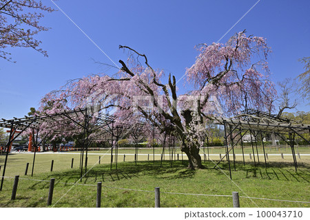 上賀茂神社（Kamowakeikazuchi Shrine） Saio Sakura 100043710