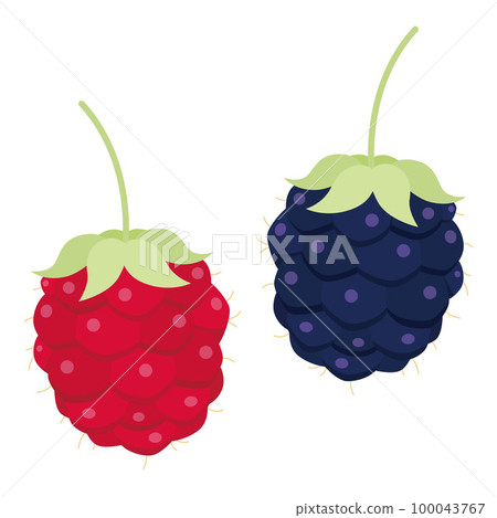 boysenberry illustration boysenberry illustration 100043767