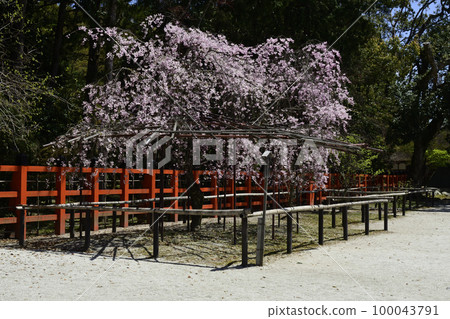 Kamigamo Shrine (Kamowakeikazuchi Shrine) Furyuzakura Kamigamo Shrine (Kamowakeikazuchi Shrine) Furyuzakura 100043791