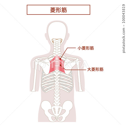 Rhomboid anatomy muscle illustration Rhomboid anatomy muscle illustration 100043819
