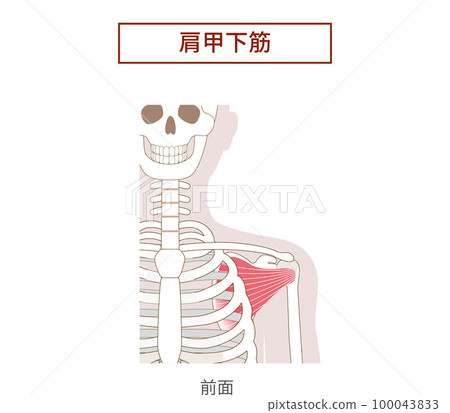 肩胛下肌肩袖的解剖肌肉插圖 肩胛下肌肩袖的解剖肌肉插圖 100043833