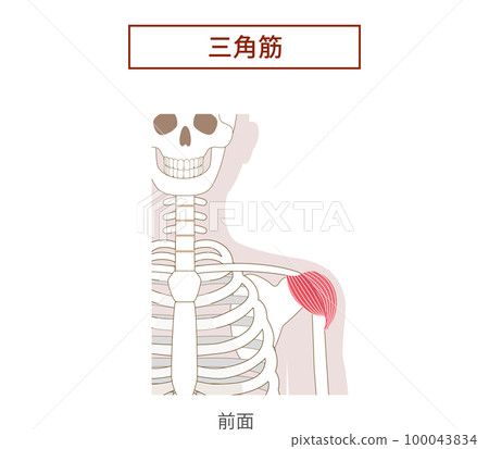 三角肌解剖圖 100043834