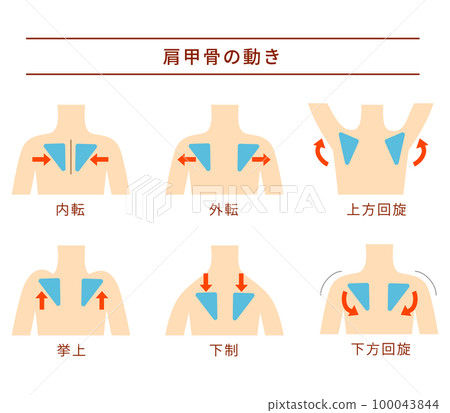 Six motion sets of the scapula Six motion sets of the scapula 100043844