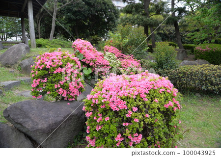 Satsuki and Azalea A 100043925
