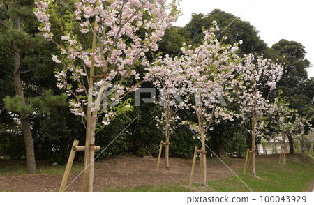 Row of cherry blossom trees B 100043929