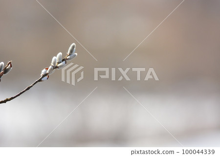 貓王威利 100044339