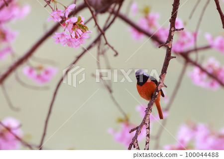 Daurian Redstart Perching on Kawazu Sakura Kawazu Sakura 100044488