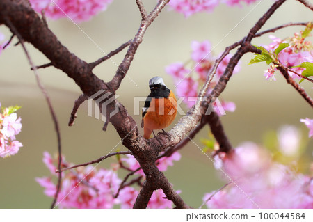 Daurian Redstart 棲息在 Kawazu Sakura Kawazu Sakura 100044584