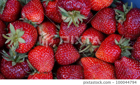 background from freshly harvested strawberries, directly above 100044794