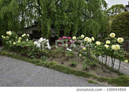 Honmaji Peony 100044869