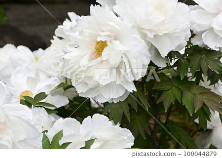 Honmaji Peony 100044879