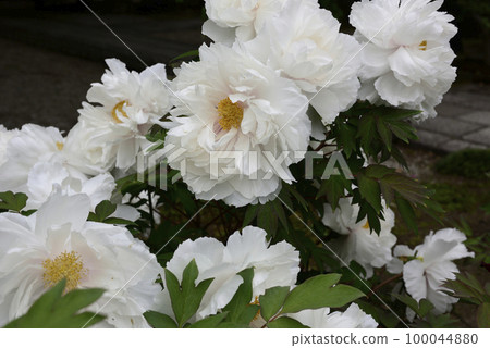 Honmaji Peony 100044880