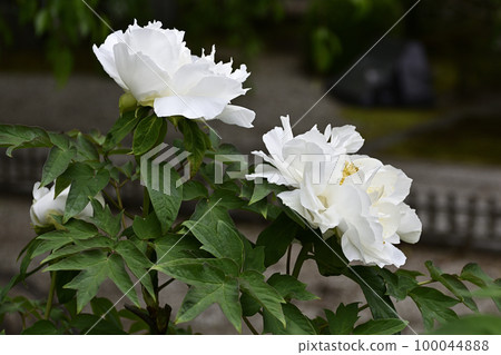 Honmaji Peony 100044888