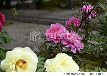 Honmaji Peony 100044890