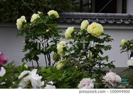 Honmaji Peony Honmaji Peony 100044900