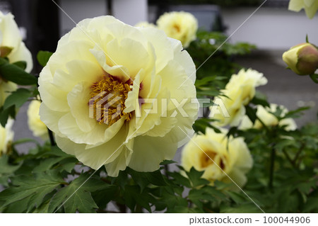 Honmaji Peony 100044906