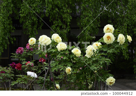 Honmaji Peony 100044912