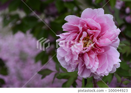Honmaji Peony 100044923