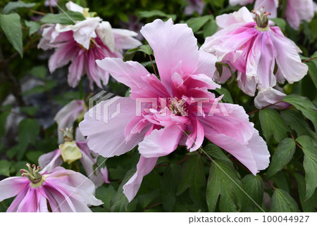 Honmaji Peony 100044927