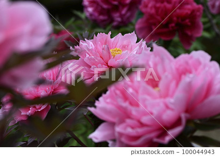 Honmaji Peony 100044943