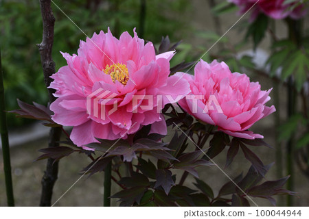 Honmaji Peony 100044944