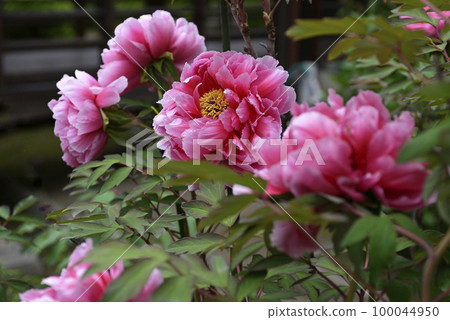 Honmaji Peony 100044950