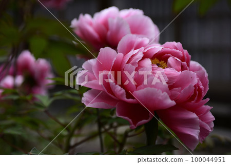 Honmaji Peony 100044951