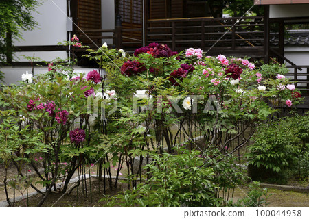 Honmaji Peony 100044958