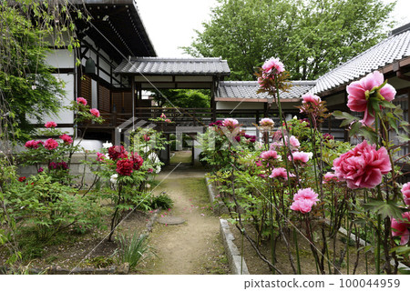 Honmaji Peony 100044959