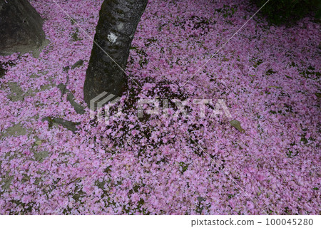 Honmanji Temple Yaezakura (flower carpet and flower raft) Honmanji Temple Yaezakura (flower carpet and flower raft) 100045280