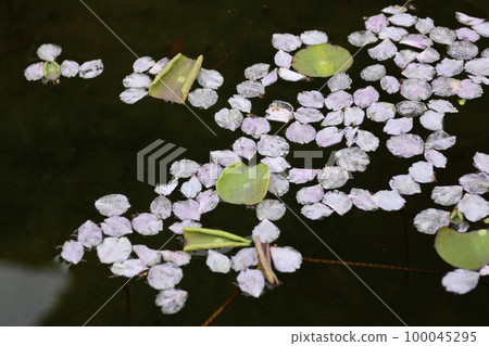 本萬寺八重櫻(花毯、花筏) 本萬寺八重櫻(花毯、花筏) 100045295