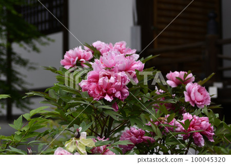 Honmaji Peony 100045320