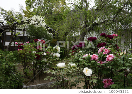 Honmaji Peony 100045321