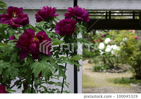 Honmaji Peony 100045329