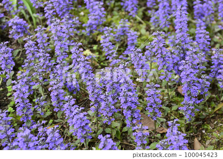 Honman-ji Temple，十二七（Ajuga） 100045423