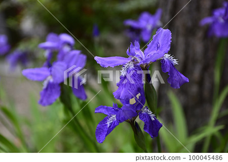 Kamigoryo Shrine (Gosei Shrine) First 100045486
