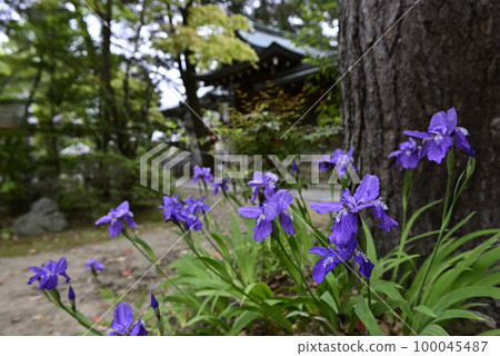 Kamigoryo Shrine (Gosei Shrine) First 100045487