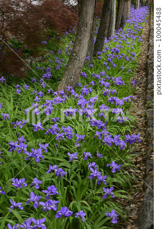 Kamigoryo Shrine (Gosei Shrine) First 100045488
