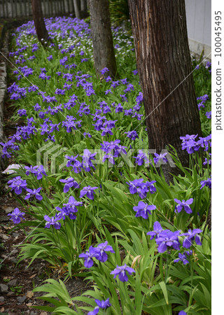 上郡神社（合成神社）第一 100045495