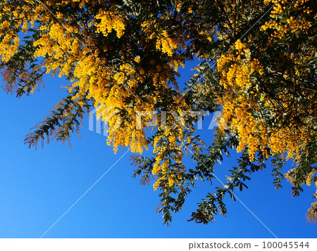 Mimosa flowers Mimosa flowers 100045544