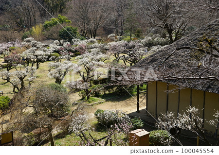 東京町田藥師池公園的梅花 東京町田藥師池公園的梅花 100045554
