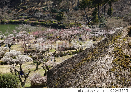 東京町田藥師池公園的梅花 東京町田藥師池公園的梅花 100045555