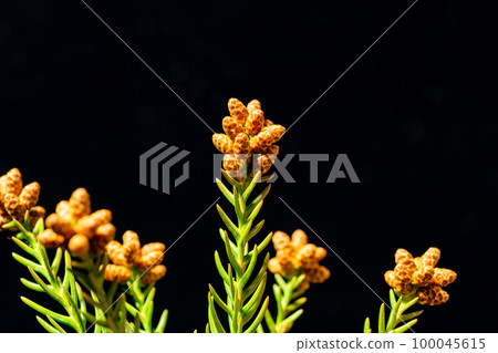 日本柳杉雄花早春 100045615